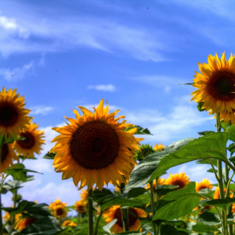 sunflowers