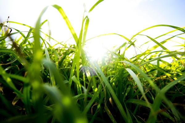 grass