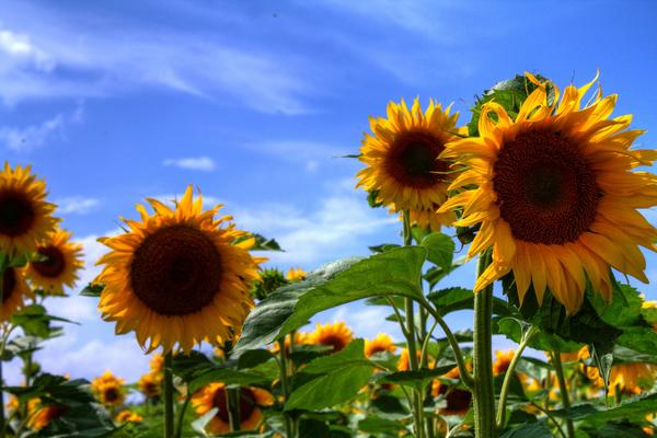 sunflowers